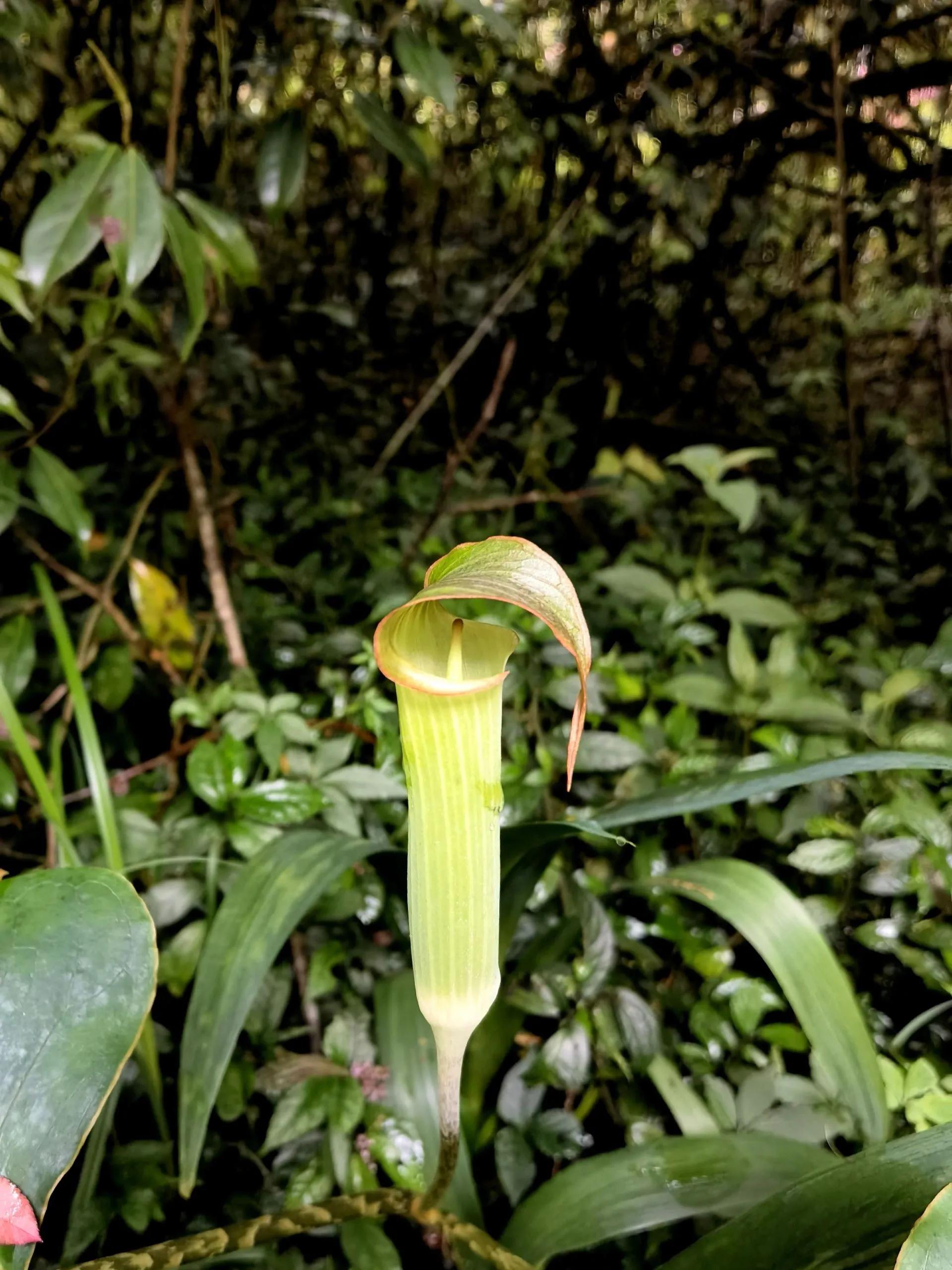 蛇最怕的植物和草,蛇最怕的几种动物分别是谁