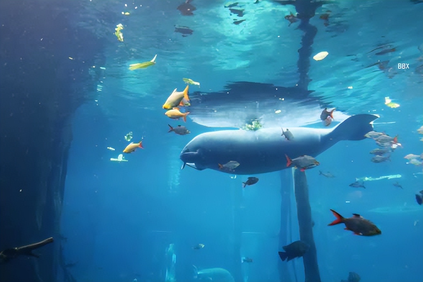 珠海长隆海洋王国水下走廊,世界级海洋乐园珠海长隆海洋王国