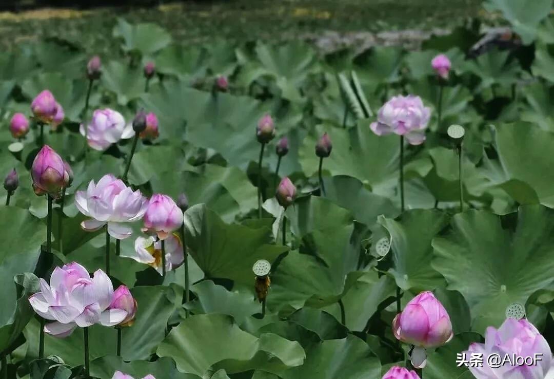 唯美的荷花壁纸,唯美荷花水墨画