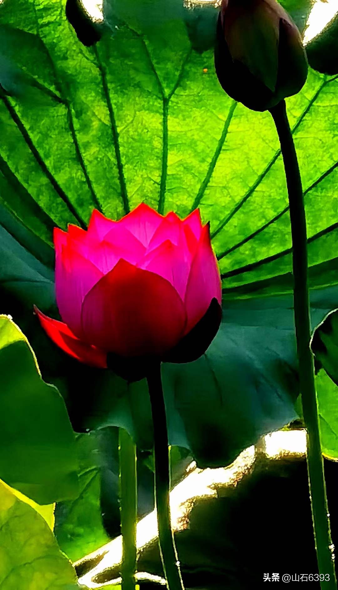 「战友美拍」“荷颂”系列17:陶俊峰的《荷叶之美》