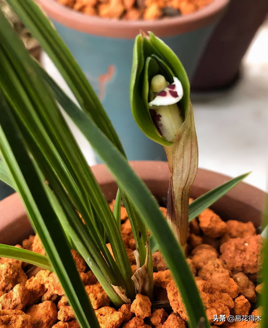 兰花上盆如何避免空根生长,兰花开始开花怎么养护好看