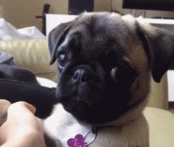 狗界五虎上将,盘点狗界6大“粘人精”