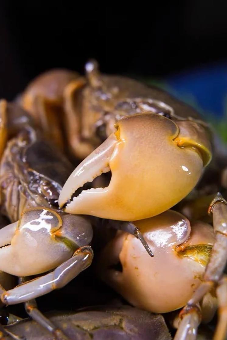 山东必吃海鲜盘点,山东十大特色海鲜