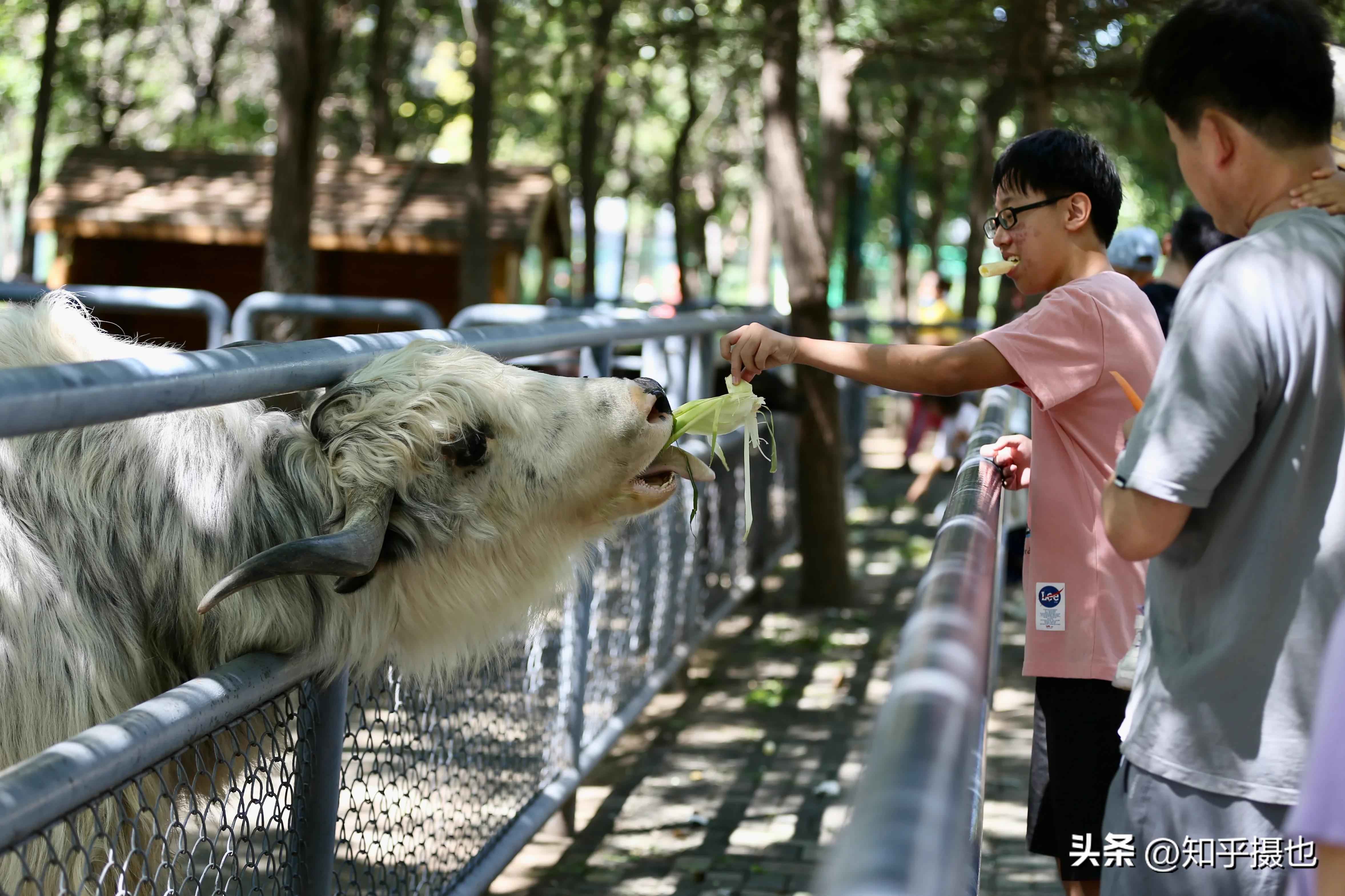 沈阳长白岛儿童公园,沈阳长白岛森林公园让带宠物么