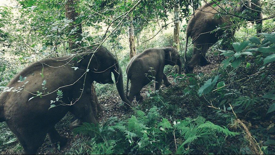cop15大会高清图,cop15第二阶段会议有哪些人出席