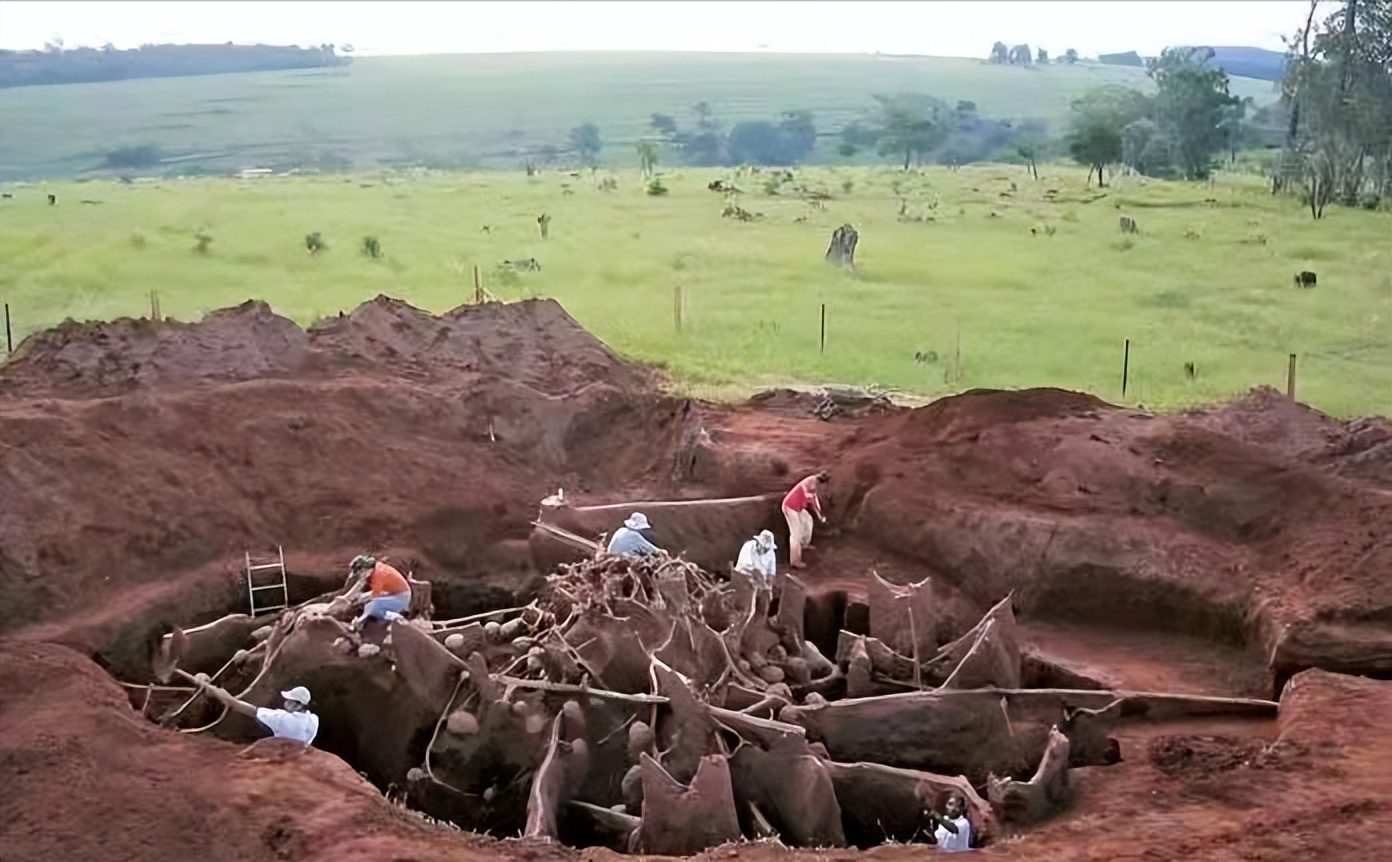 金陵海关查获378只活体野蛮收获蚁,海关截获蚂蚁收获蚁