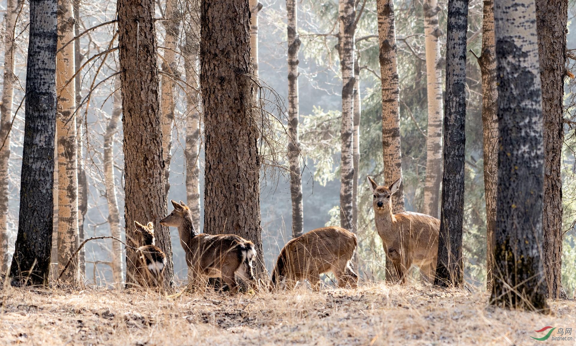 一只林麝一年能挣多少,一只林麝养殖一年一万元是真的吗