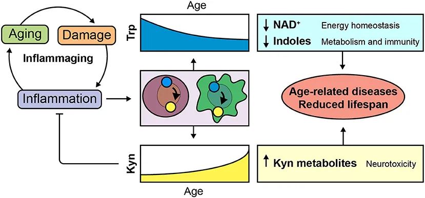 色氨酸代谢,色氨酸分解快会干嘛