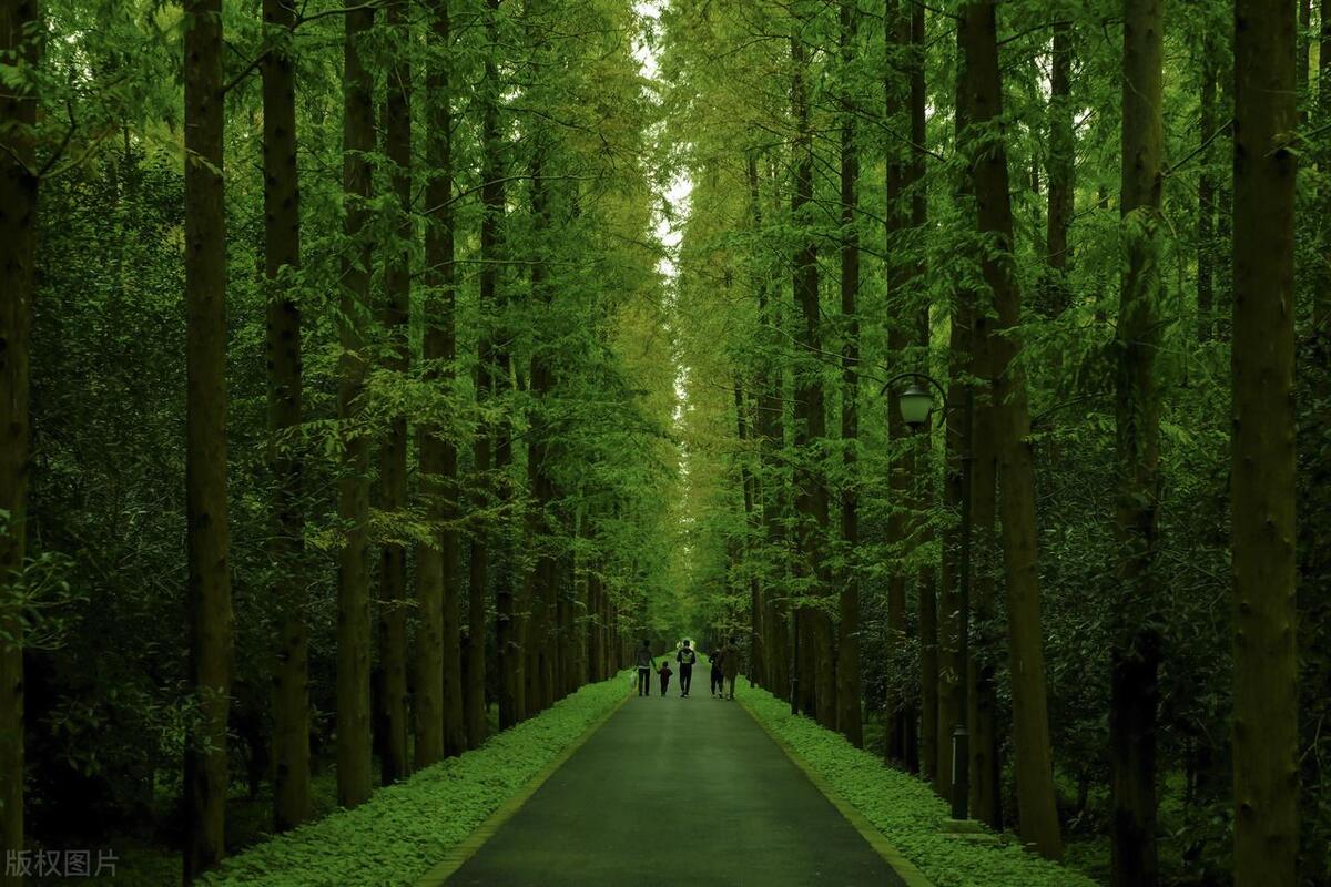 上海风景最美的公园,上海最好玩漂亮的七大公园