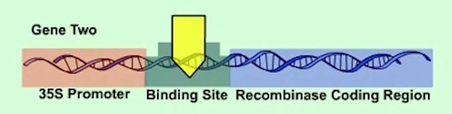 种子危机孟山都,种子巨头孟山都