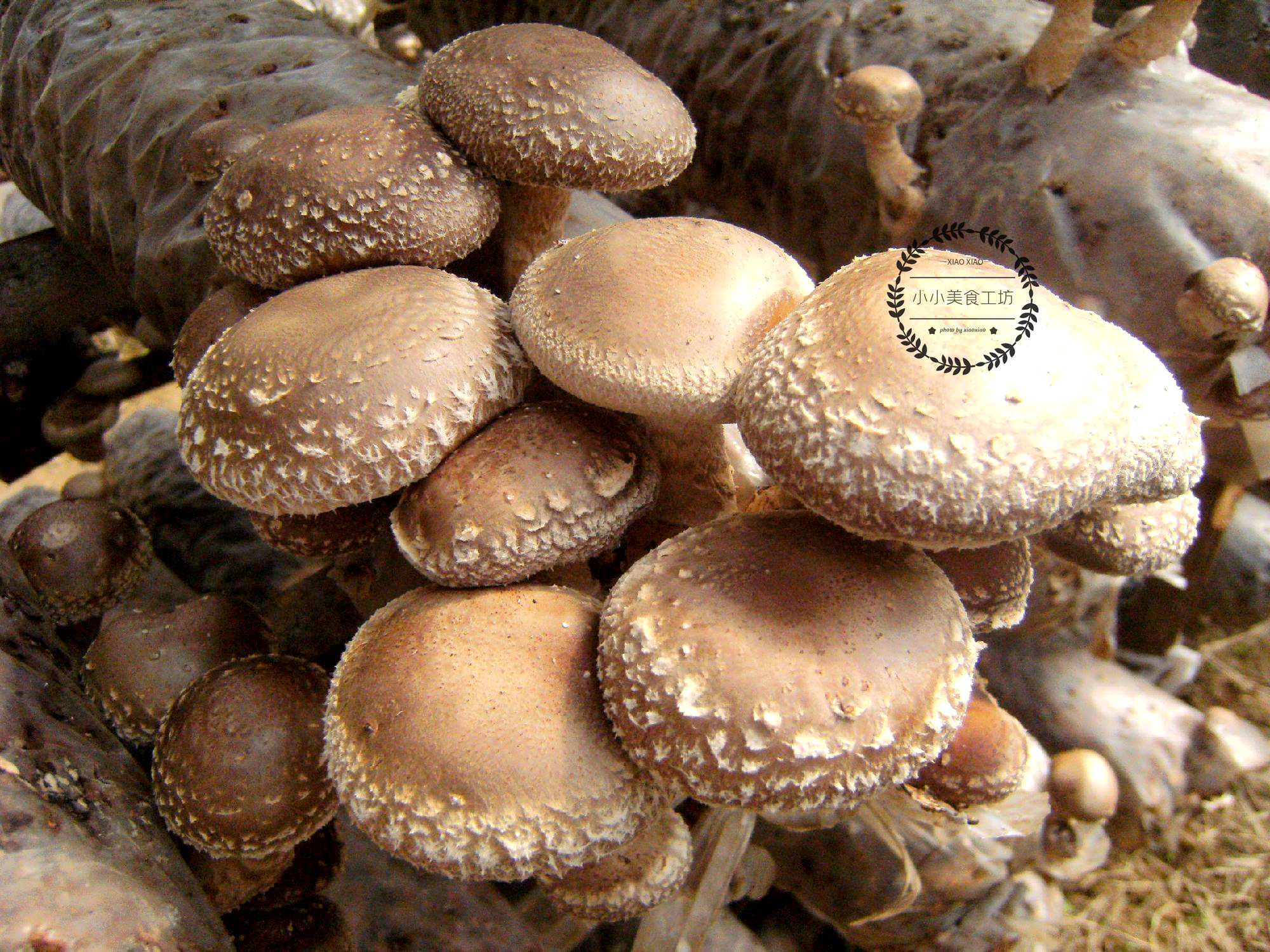 买香菇挑什么样的好,买香菇干的实惠还是湿的实惠