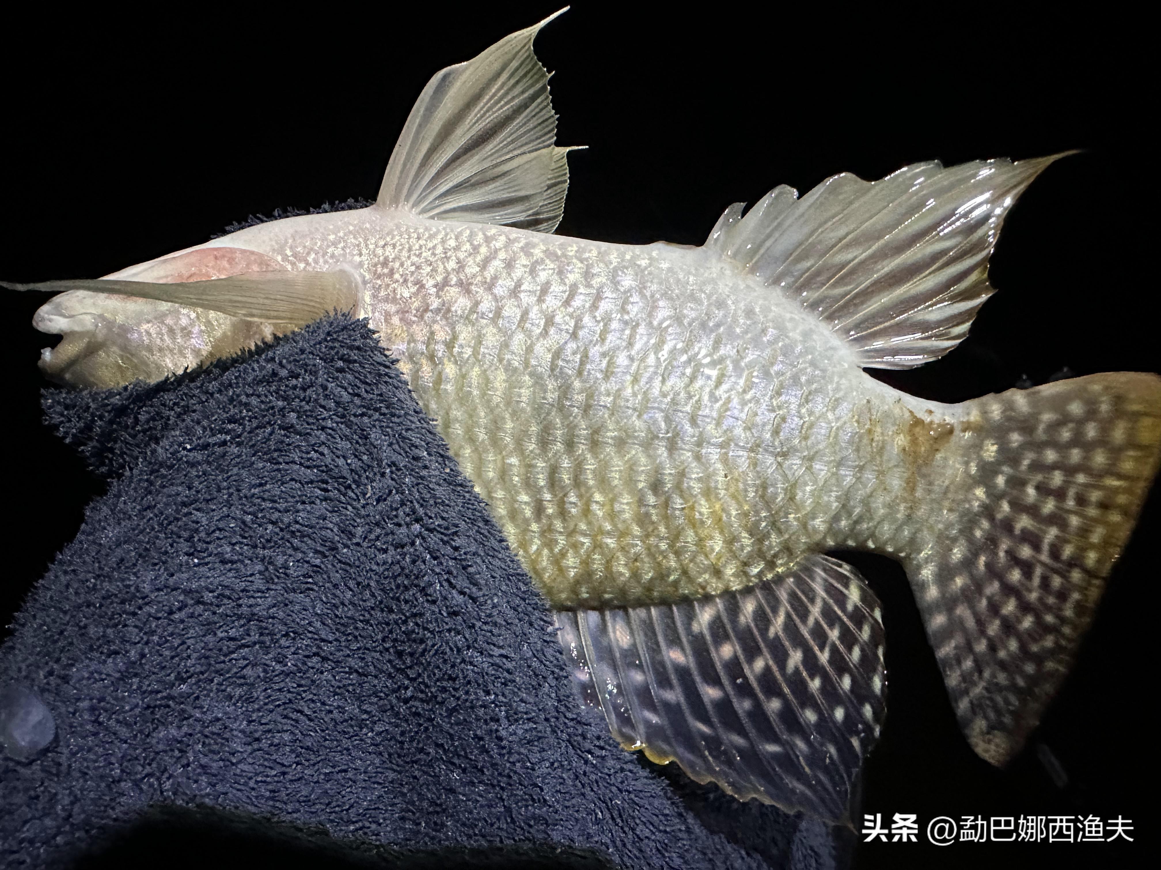 2020万峰湖野钓大罗非,万峰湖陇纳村野钓大罗非