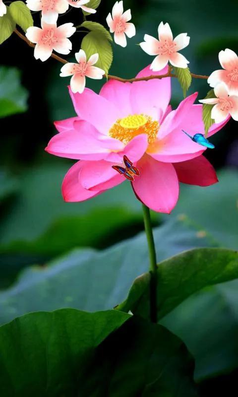 漂亮美丽的荷花壁纸,雨中荷花壁纸荣盛城