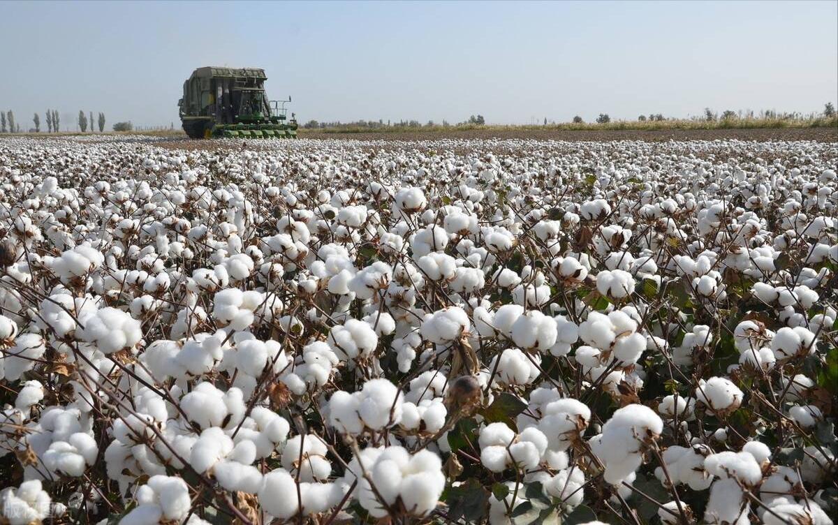 耐克是如何一步步跌落神坛的呢,当年一鞋难求的鞋子