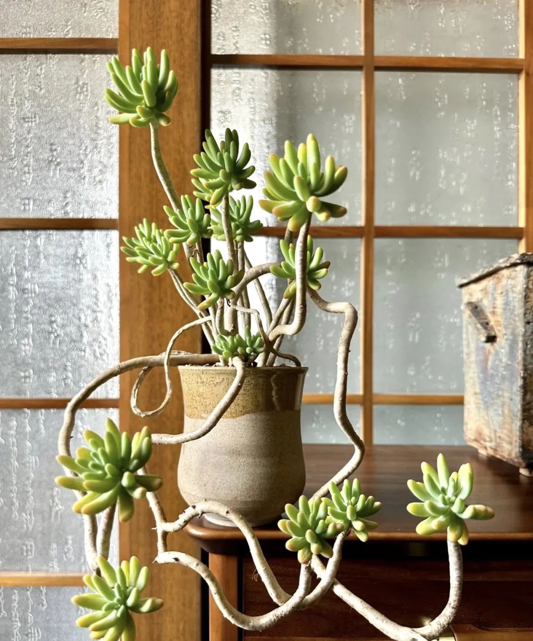 5种花别乱养香味有毒,5种花浇不死浇水越多长得越旺