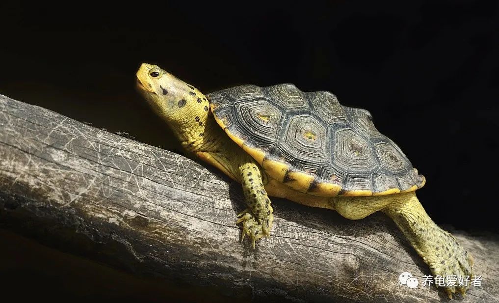 饲养环境大小对龟生长有影响吗,半水龟的饲养环境