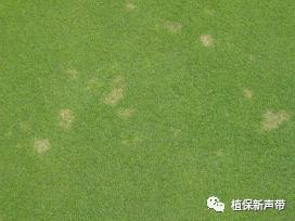草坪锈病的病害预测及防治策略,草坪病害识别与防治