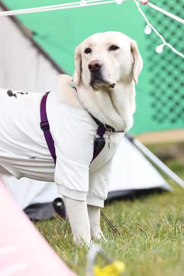 失控玩家2完整版,失控玩家游戏攻略