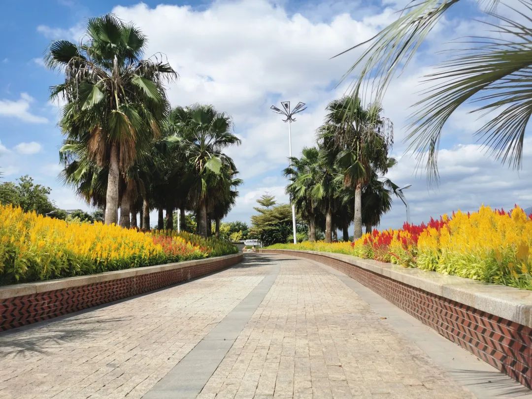 厦门花海景点最新,厦门最近的花海