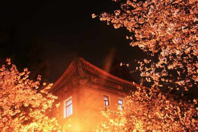 又到樱花季,什么时候去日本看樱花比较好