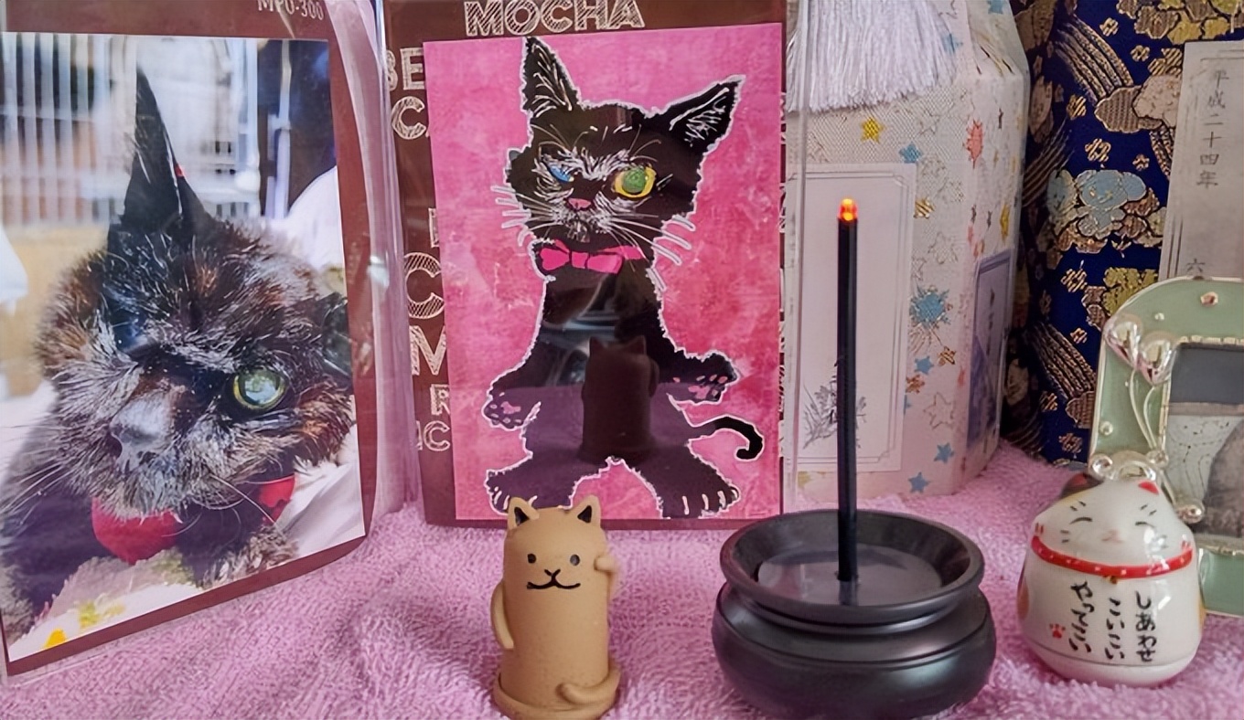 最长寿猫咪死亡,世界上最长寿的猫咪去世