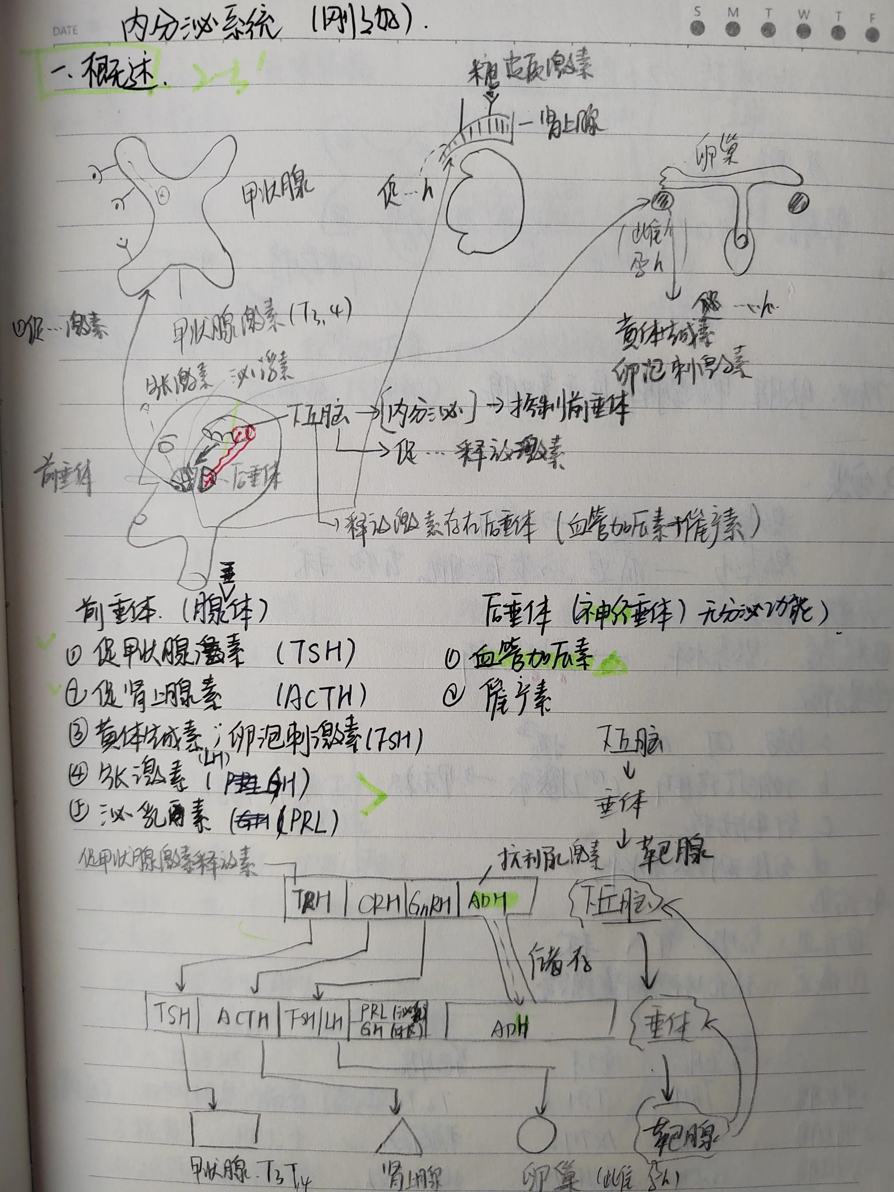 2022年中医执业助理医师考试大纲,2022年助理医师报考执业医师条件