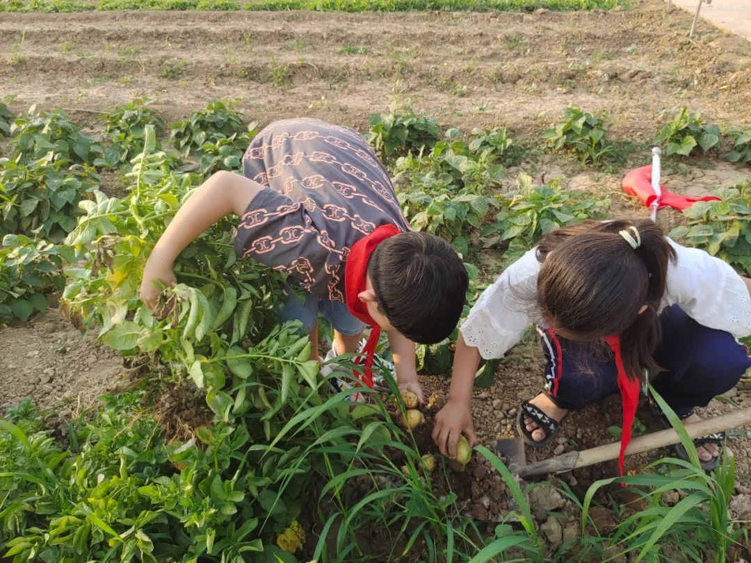 “土”露汗水“豆”耘童年——东风小学劳动教育实践活动之土豆丰收季
