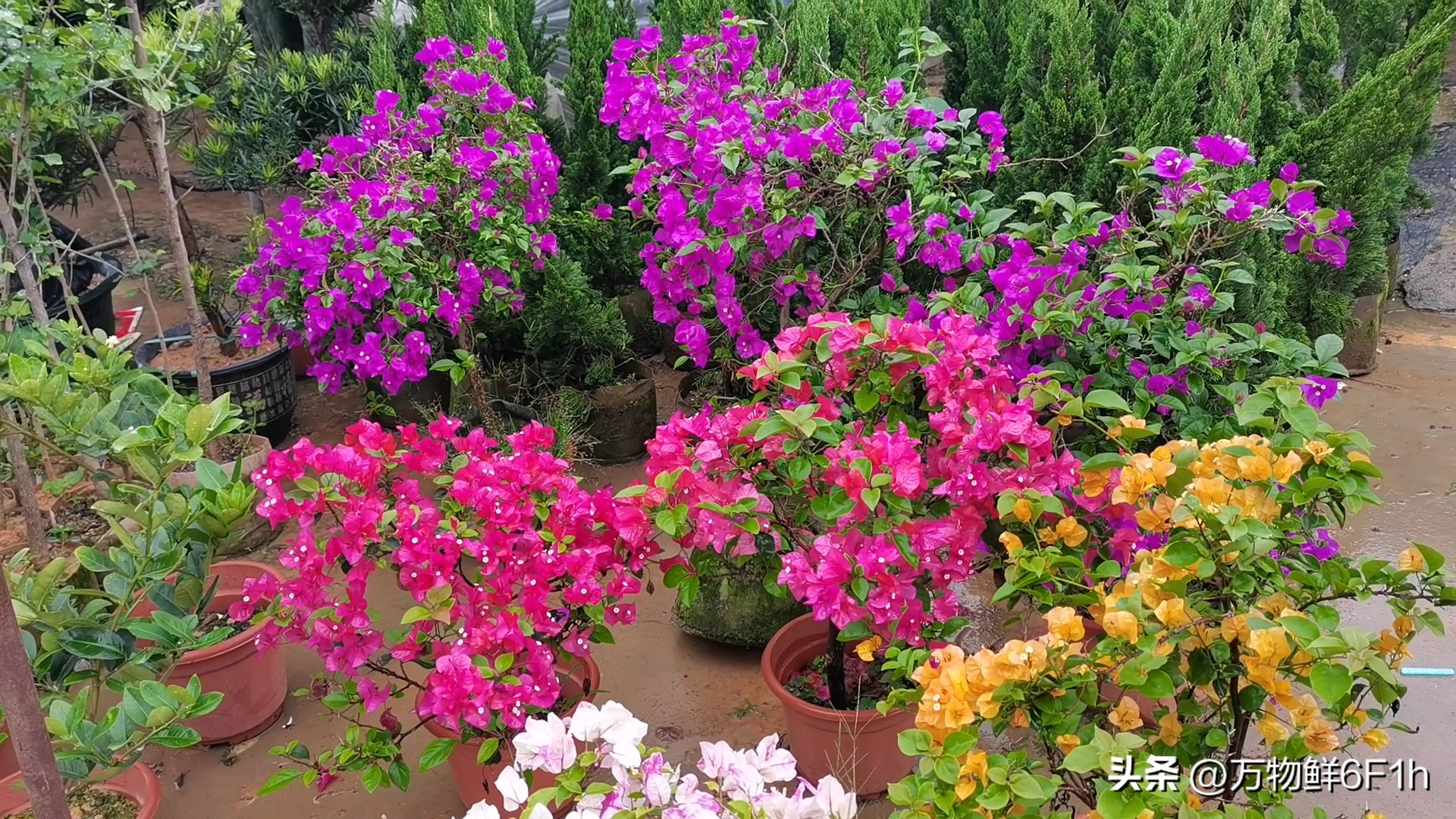 花卉批发市场进货渠道,山东花卉最大批发市场