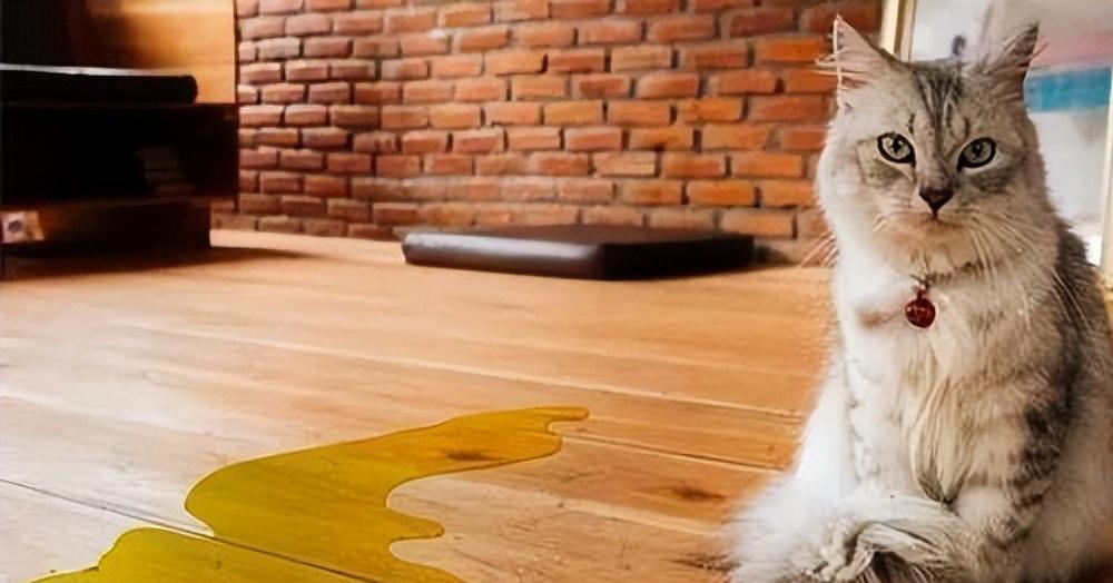 公猫拆蛋后的样子变化,公猫拆蛋后的变化