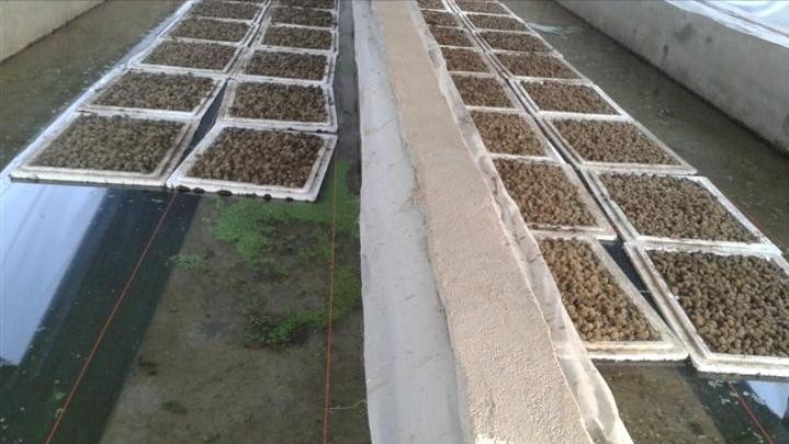 水蛭龙虾自繁自养,自繁自养水蛭