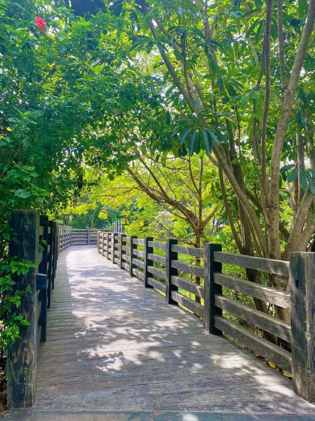 深圳十大最美公园旅游攻略,深圳免费公园景点值得打卡的地方