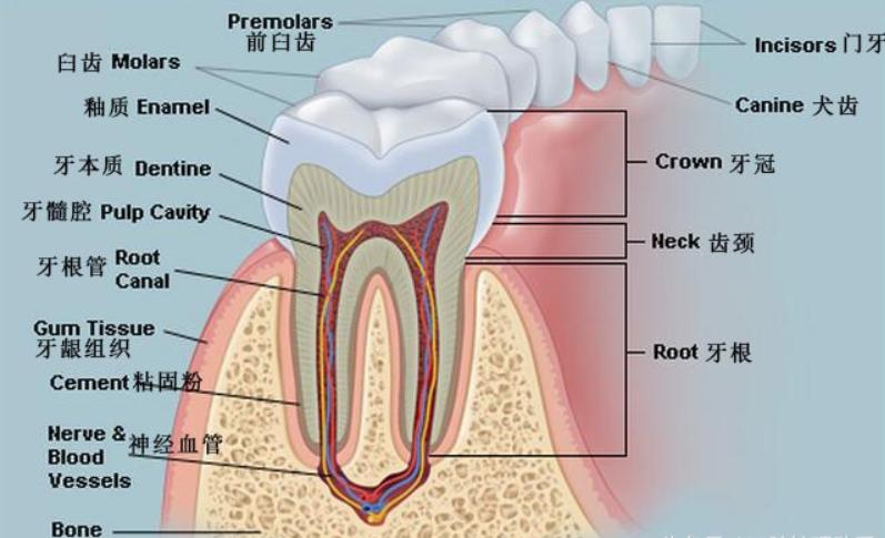 电动牙刷如何选购,怎样选择较好的电动牙刷