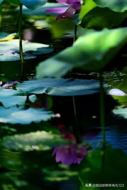 难得一见绝美一清二楚郁金香壁纸,难得一见雪景壁纸