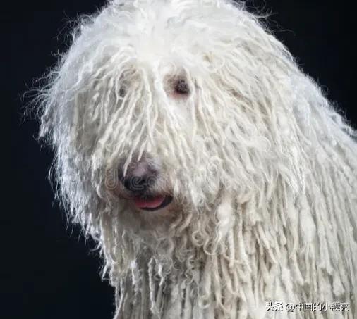 五种最丑的狗狗颜值真的让人担忧,狗狗眼中什么样的小狗最好看