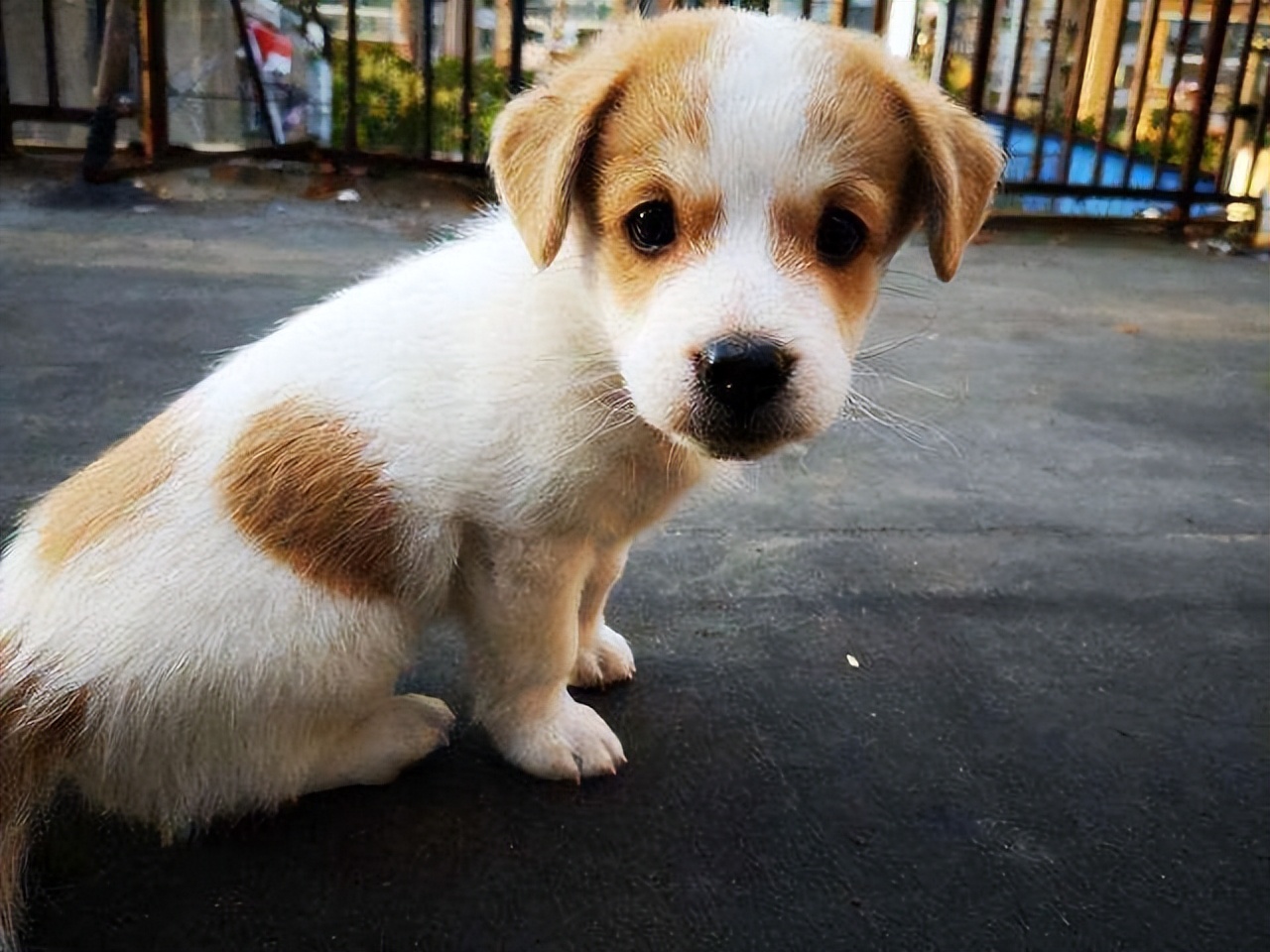 弃养率最高的8种狗,弃养率高的十种狗