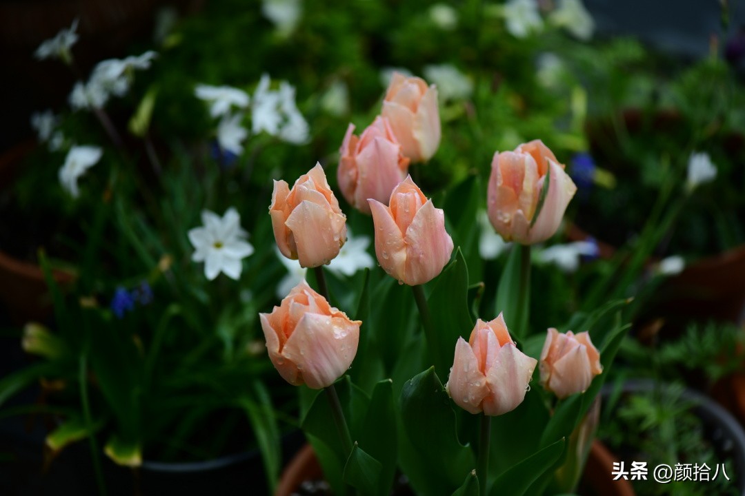 河马花园最耐阴植物,最漂亮的花园里的郁金香