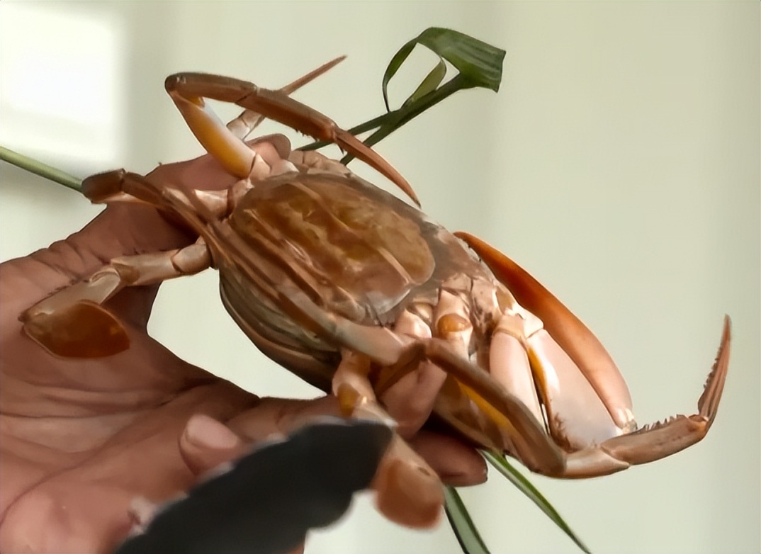 最大黄油蟹养殖户,男子养螃蟹