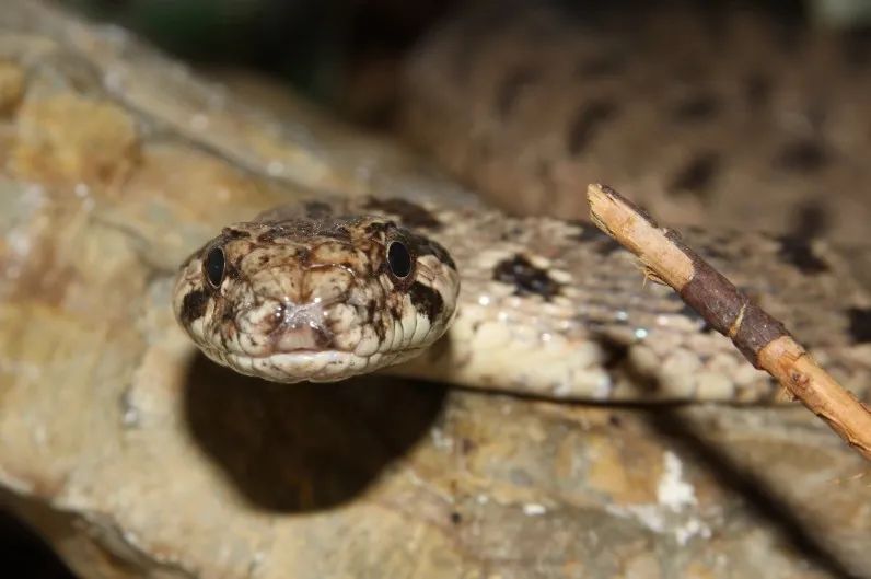 「原来欧洲有这么多种蛇？！」偷师卡塞尔的豢龙大师·下