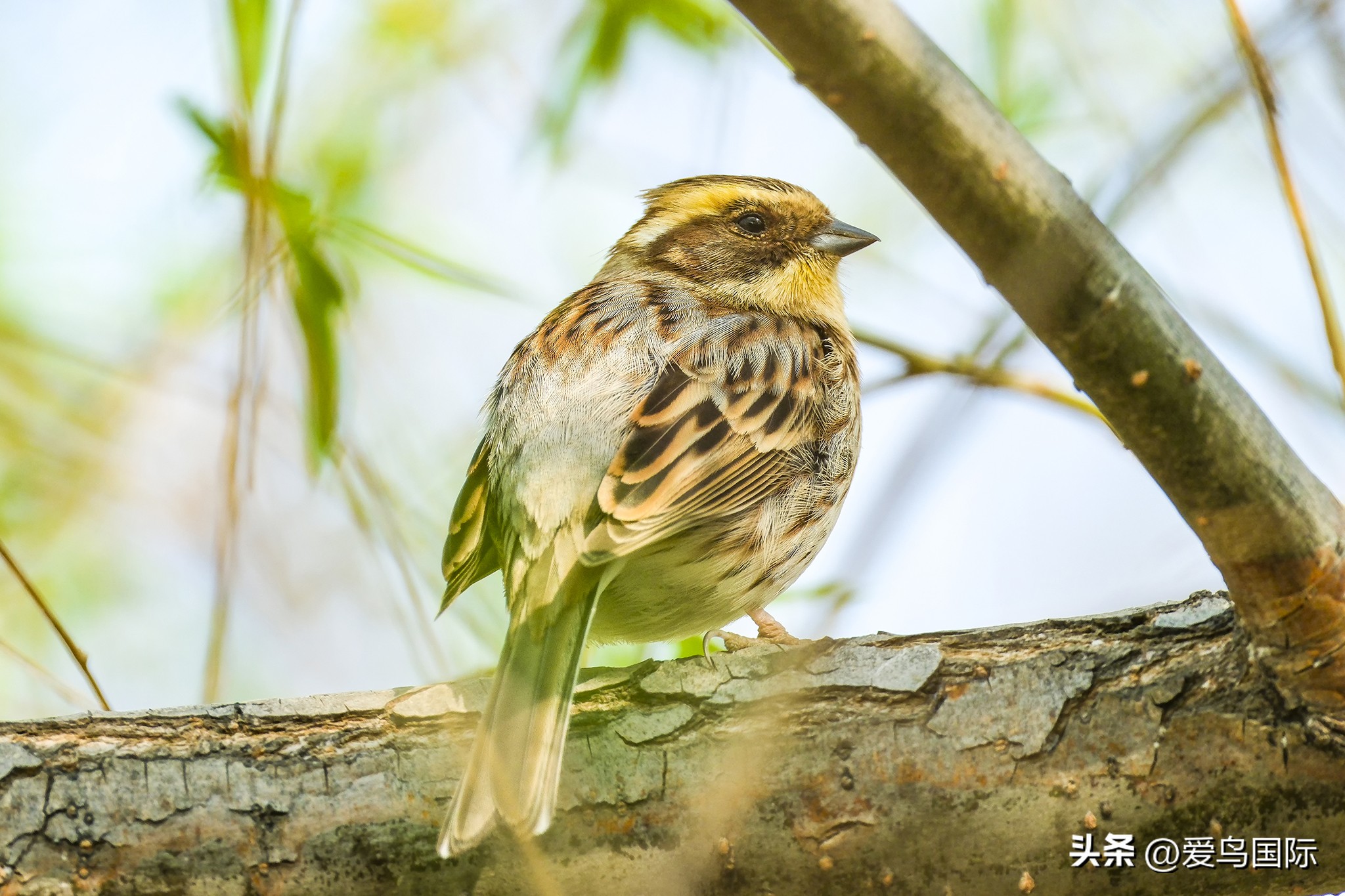 富士xh2s必备镜头,富士x-h2s配人像镜头