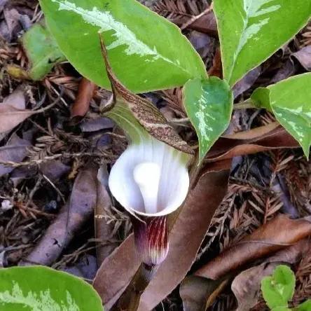 罕见漂亮的鲜花,全球最漂亮的鲜花