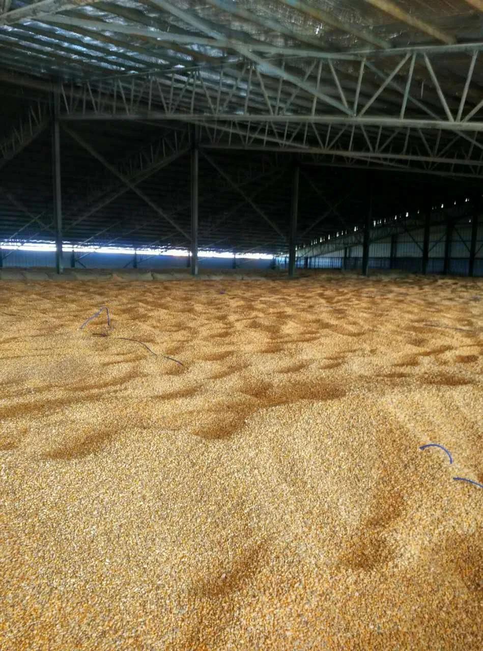 进口粮食价格上涨,粮食进口看涨粮价