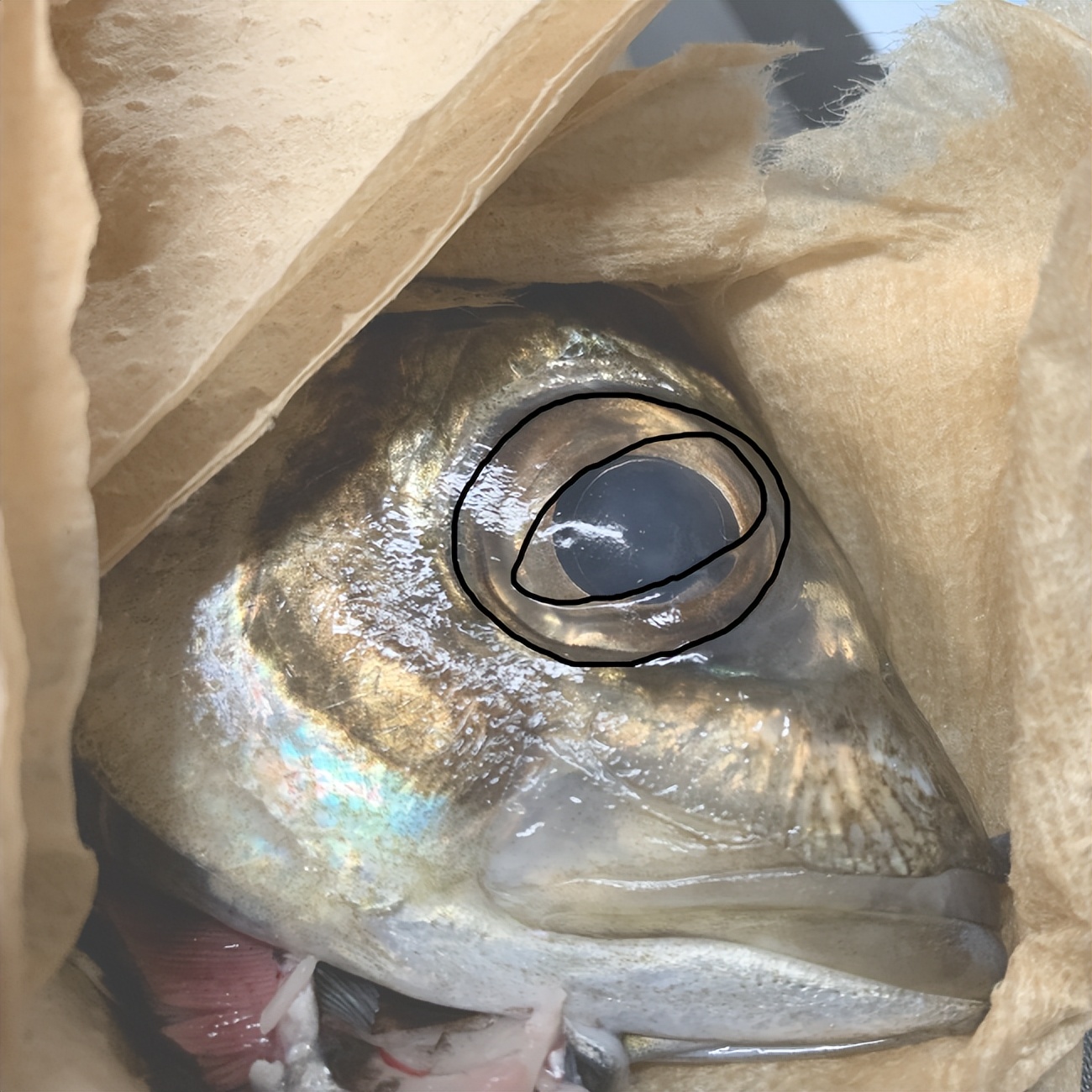 鱼眼睛有没有眼皮,鱼有没有眼皮