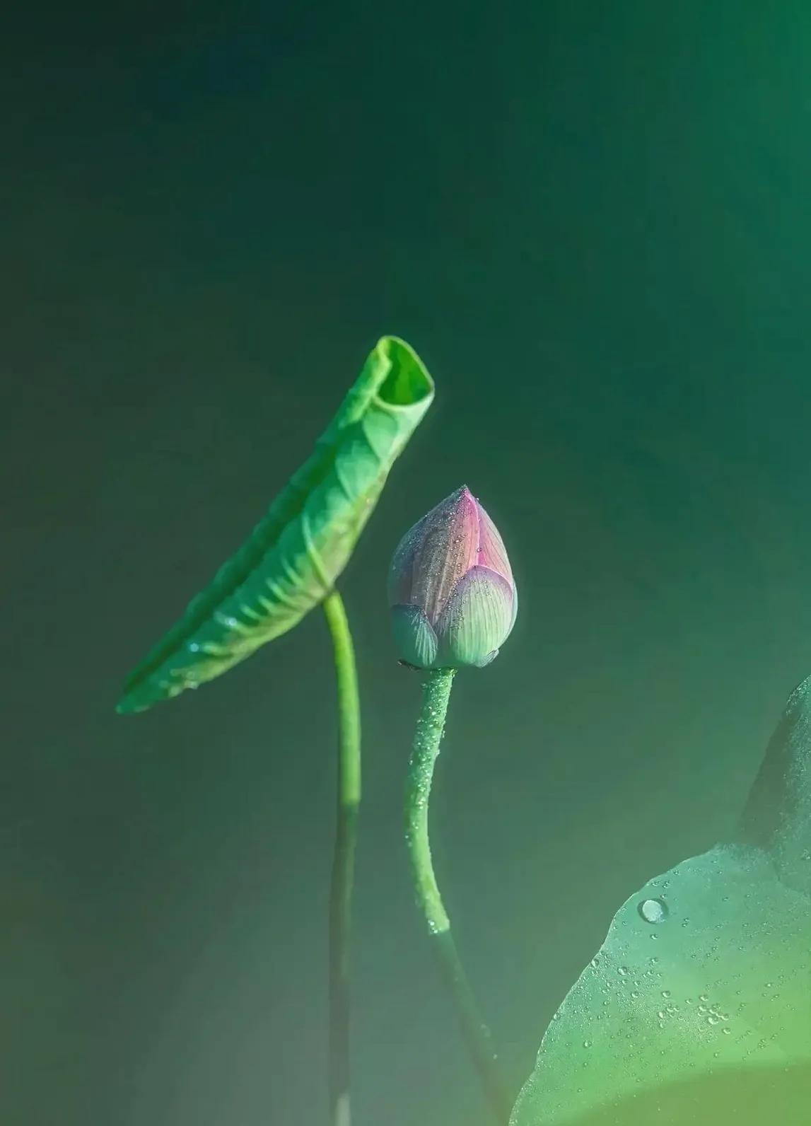 惊艳千年的“花之仙子”，唯美了整个夏天