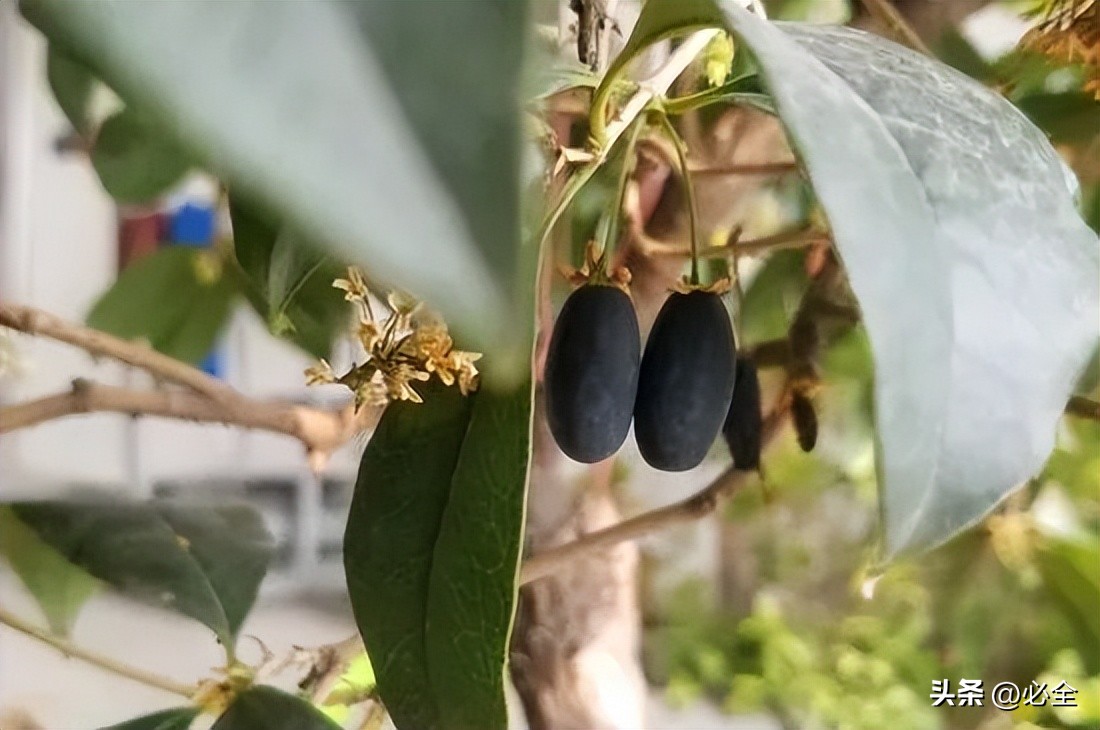 桂花树有哪几种品种图片,桂花树有哪几种品种