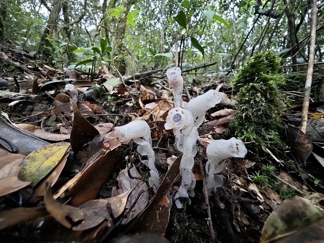 柳州惊现冥界之花为什么濒危,柳州发现冥界之花有毒吗