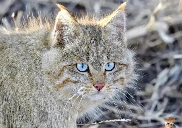 狸花小猫咪可爱视频,狸花短腿小猫咪可爱又萌的视频