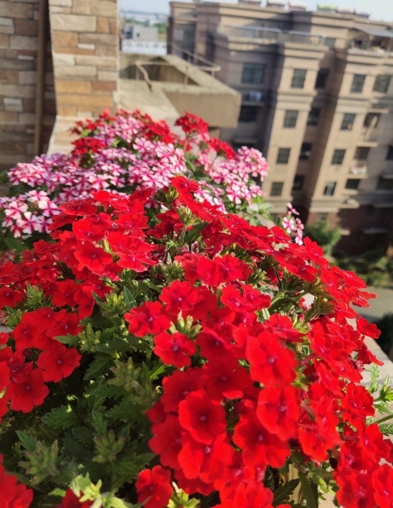 3种花最适合夏天养,4种花最适合冬天养开花漂亮