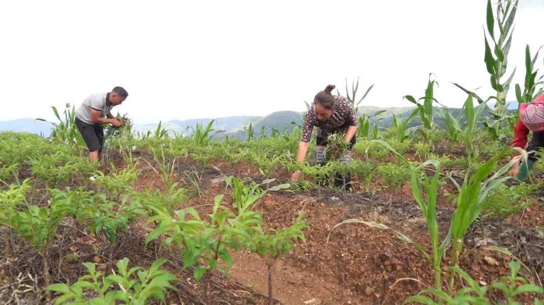 「强国复兴有我」看绿春最强创业搭档，将“小魔芋”变身“金疙瘩”