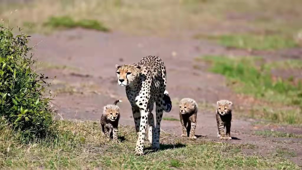 合肥高中什么时候选科分班,合肥的高中是如何择校的