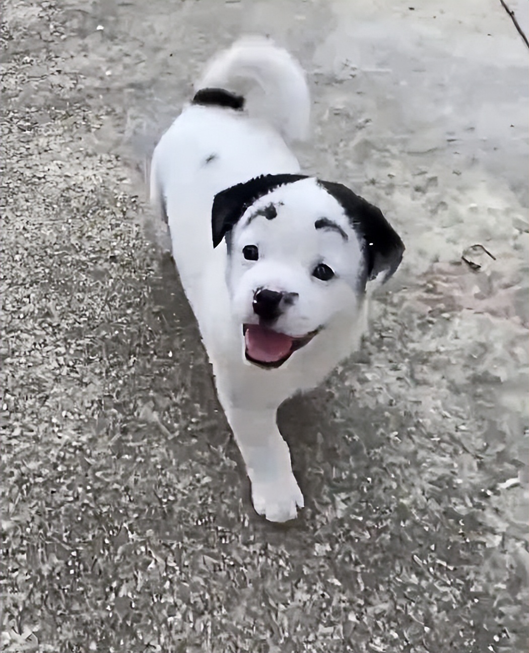 狗子毛色发亮,狗子毛色发红